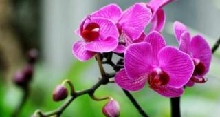蝴蝶兰花语的含意（探索蝴蝶兰的独特魅力）