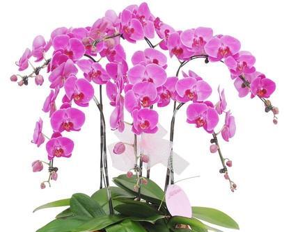 蝴蝶兰花语之美丽与自由（探寻蝴蝶兰花语的深层含义）
