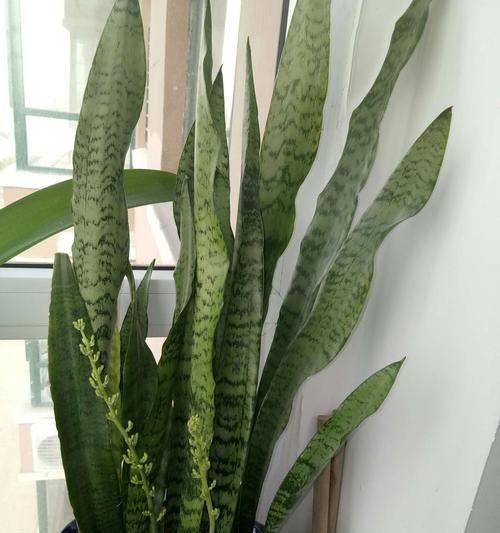 虎皮兰花的花语及其象征意义（探索虎皮兰花的内涵与寓意）