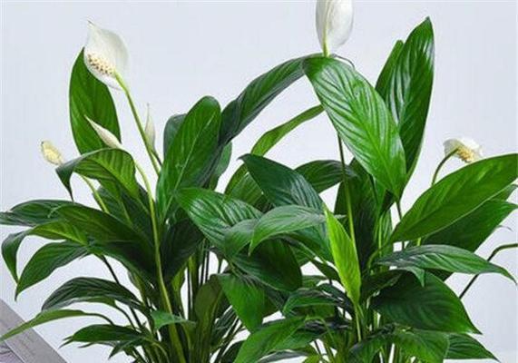白掌施肥全攻略（白掌肥料选择）