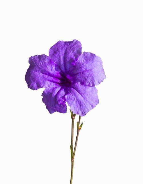 紫罗兰，寓意与象征的花卉之美（探寻紫罗兰的花语与文化底蕴）