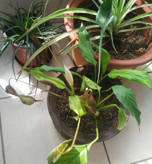 如何有效处理白掌太密问题（让你的植物健康成长）