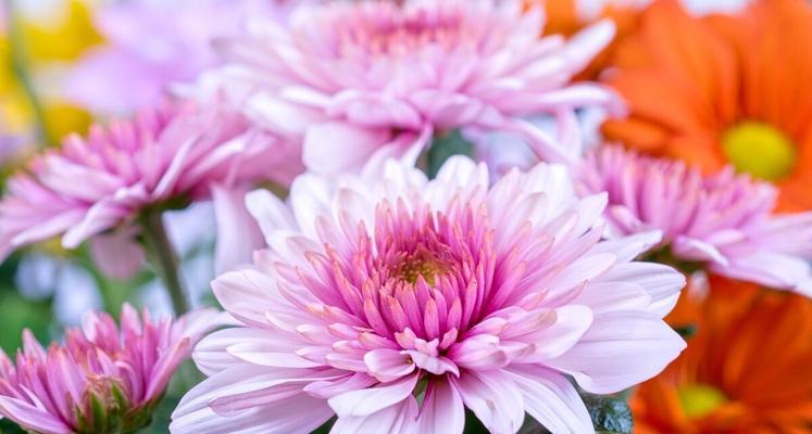 花语菊花（以花语各色菊花为媒介）