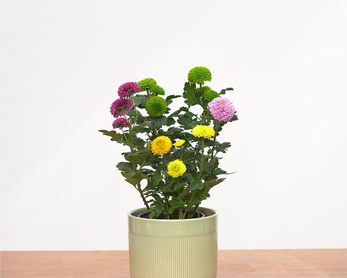 花语菊花（以花语各色菊花为媒介）