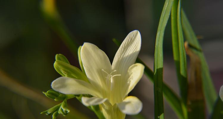 黄兰花的美丽寓意与花语（探寻黄兰花所蕴含的秘密与传达的情感）