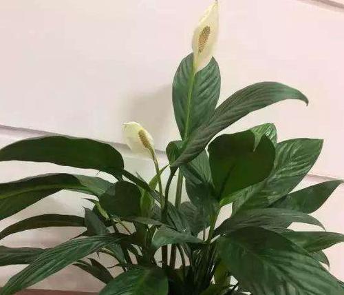 护理方法大揭秘，快来学习（护理方法大揭秘）