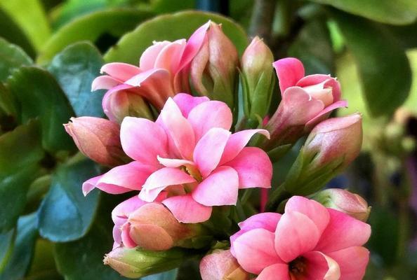 黄色长寿花花语（传承千年的吉祥符号）