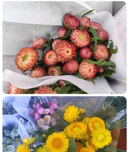 黄色蜡菊花语（黄色蜡菊的花语和象征意义）
