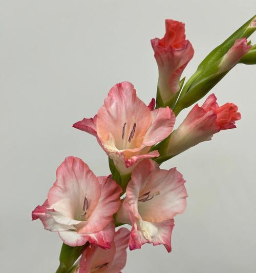剑兰荷花之美——寓意与象征（探寻剑兰荷花的深层寓意）