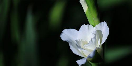 剑兰花语的深意（揭示剑兰花的神秘符号）