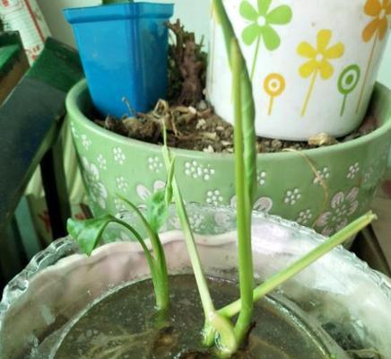 白掌换土换盆全攻略（白掌如何正确更换土壤和盆器）
