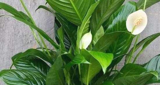 白掌浇水方法详解（掌握白掌浇水技巧）