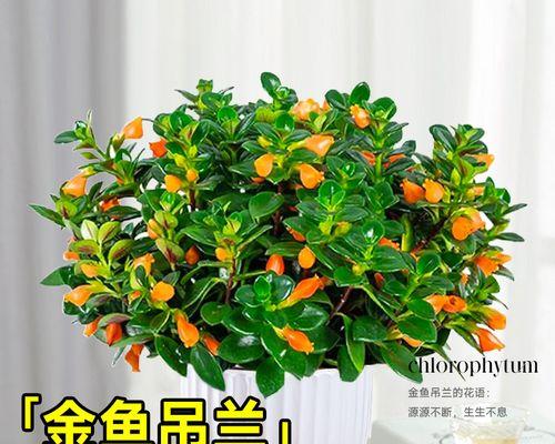 小金鱼吊兰花（以小金鱼吊兰花为象征的生命之美）