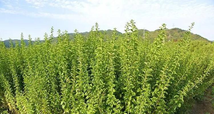白芷的性质探究（究竟是热性还是凉性）