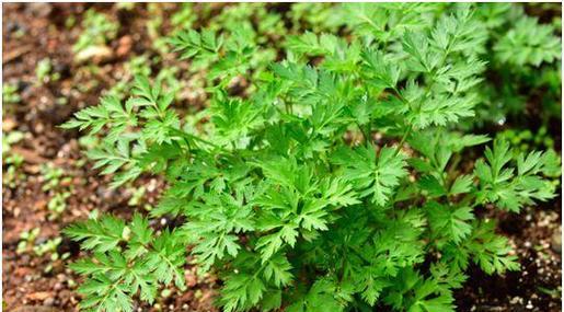 白芷——一种药用根茎植物的探究（白芷的生长环境及功效分析）