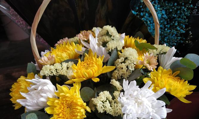 菊花的花语故事（探索菊花背后的深意与情感）
