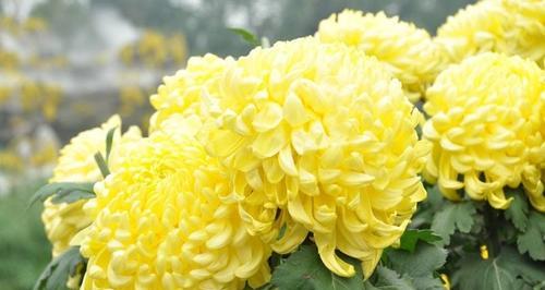 菊花的花语与寓意（品读菊花）