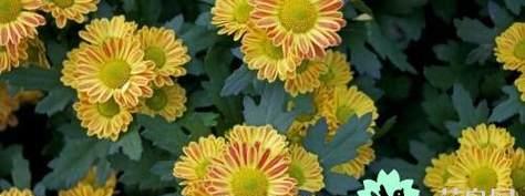 菊花的花语与寓意（品读菊花）