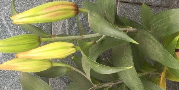 百合不开花的原因及解决方法（探究百合不开花的诸多因素和科学应对方法）