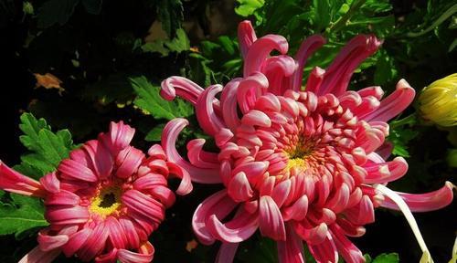菊花的花语与意义（菊花所传达的纯洁和永恒的含义）