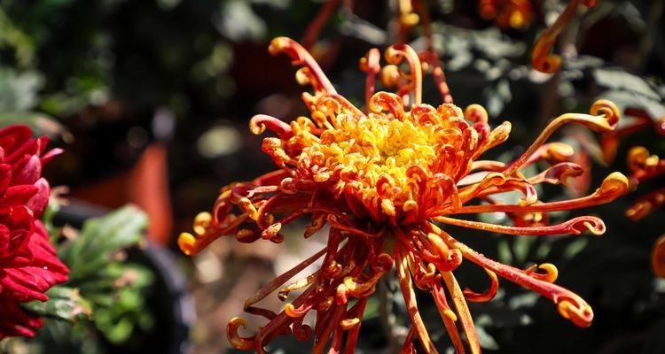 菊花的颜色与花语-花开五彩，情意绵绵（探索菊花的秘密与深意）