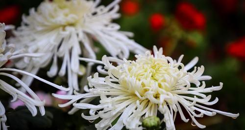 菊花的颜色与花语-花开五彩，情意绵绵（探索菊花的秘密与深意）