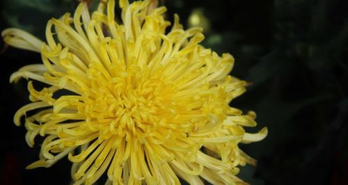 菊花特性花语——花开寓意千言（品味菊花语言）