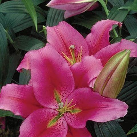 春季种植百合的必备指南（找准时间）