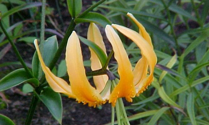 百合花与生肖的代表意义（探究百合花在十二生肖文化中的象征意义）