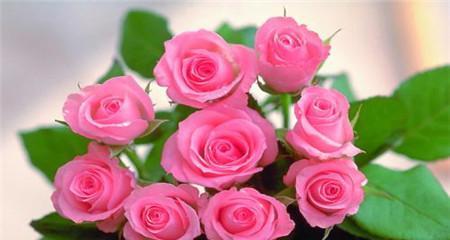 24朵玫瑰的花语与寓意（传递爱与祝福的精选花束）