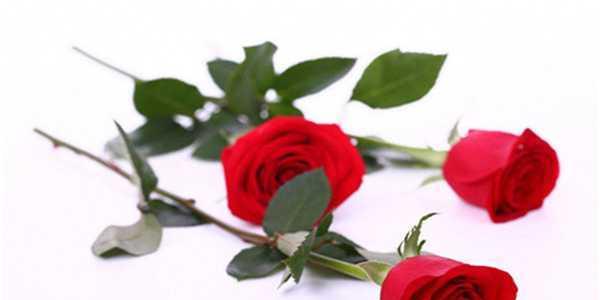 30朵玫瑰花语的深意（解读30朵玫瑰所代表的花语）