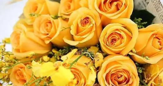 玫瑰花语的奥秘——36朵玫瑰代表的含义（探究36朵玫瑰所代表的丰富情感与祝福）