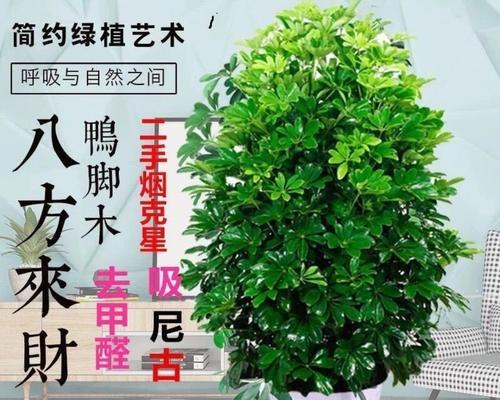 八方来财树开花，寓意财源滚滚（财运亨通的象征）