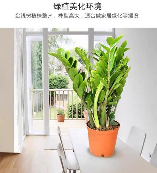 以巴西美人的风水寓意和摆放位置（探索以巴西美人在风水中的重要性与传统观念）
