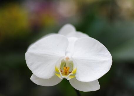 白蝴蝶兰的花语与寓意（揭示白蝴蝶兰的神秘面纱）