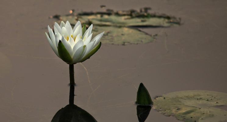 白莲花的象征意义及文化内涵（解读白莲花所代表的纯洁和清雅之美）
