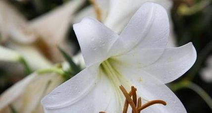 白色百合的花语与寓意（探索纯洁与希望的象征）
