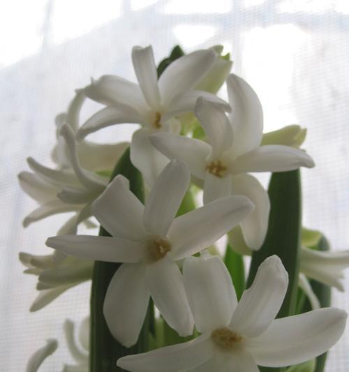 白色风信子花语与代表意义（揭秘白色风信子的花语）