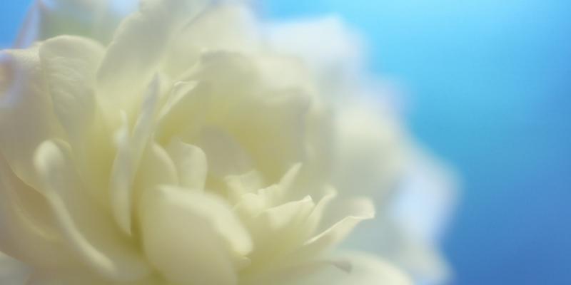 白色花的象征意义和美丽之韵（探索白色花的含义）