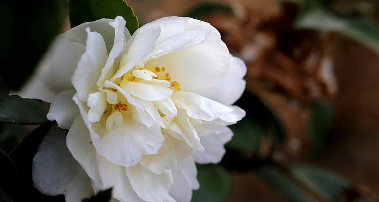 白色山茶花的花语（揭示白色山茶花的花语与含义）