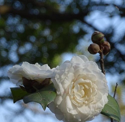 白色山茶花（白色山茶花的花语及其代表意义）