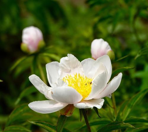 白色芍药花的花语及其象征意义（纯洁无暇的花朵）