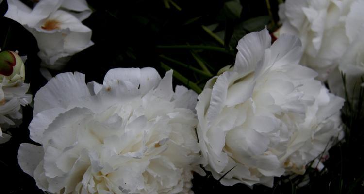 白色芍药花的花语及其象征意义（纯洁无暇的花朵）