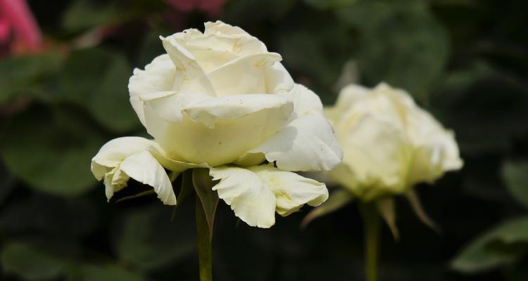白色月季花的象征意义与传说（花开如月）