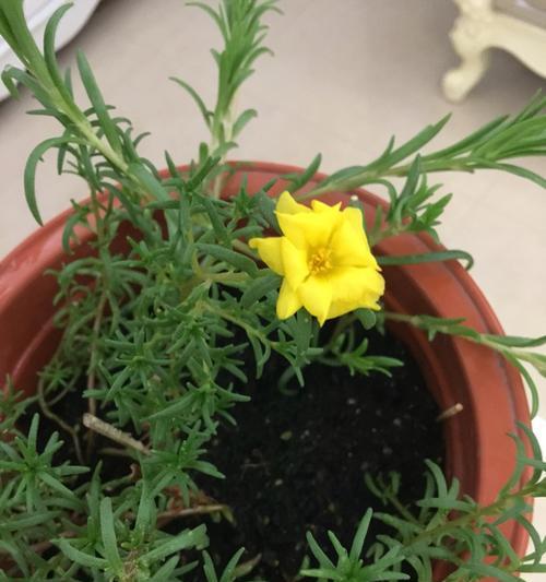 白太阳花的象征意义与美丽魅力（崇尚纯洁与希望的花朵——白太阳花）