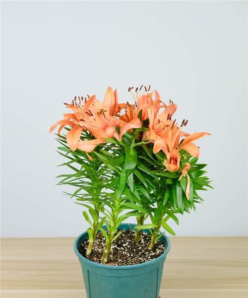 百合的寓意与象征风水（花开富贵）