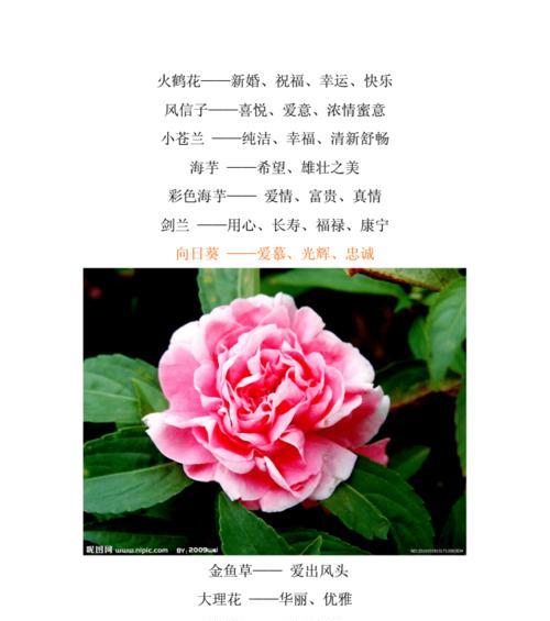 薄荷叶的花语（薄荷叶的花语传递着什么样的寓意）