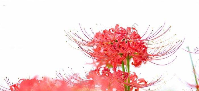 彼岸花（彼岸花的象征意义和寓意）