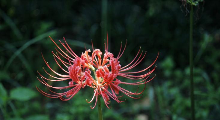 花开思念，花语寄情（绽放心声）