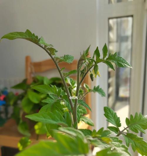 番茄开花时间和周期（掌握番茄生长规律）